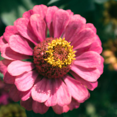 Zinnia. Pink flower. Autumnal flower. Floral background.