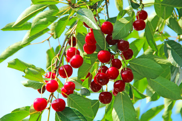 Red berries of cherry hang on tree in sunny rays. Sun lights illuminating cluster of cherry berries