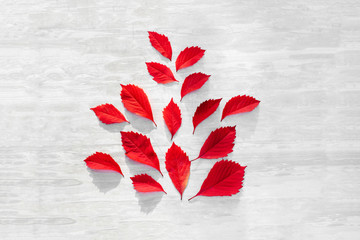 Red leaves of grape on white wooden background.