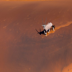 Gemsbok or gemsbuck (Oryx gazella), Namib Desert, Namibia, Africa