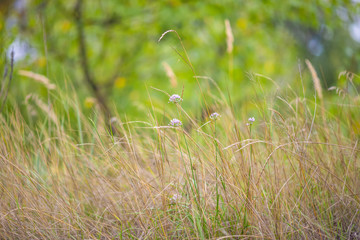 Fresh green summer grass closeup. Soft Focus. Abstract Nature Background
