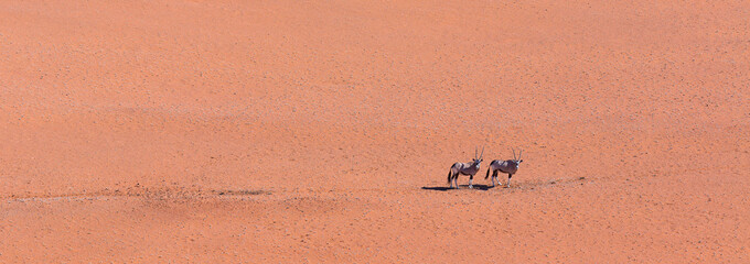 Gemsbok or gemsbuck (Oryx gazella), Namib Desert, Namibia, Africa