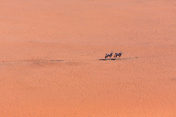 Gemsbok or gemsbuck (Oryx gazella), Namib Desert, Namibia, Africa