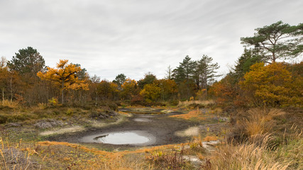 Dried up pond in a forest in autumn colors