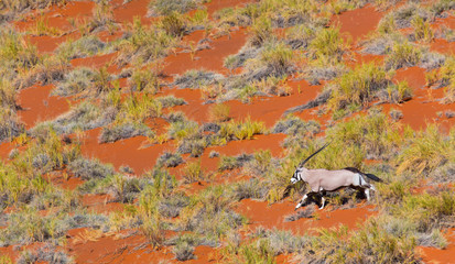 Gemsbok or gemsbuck (Oryx gazella), Namib Desert, Namibia, Africa