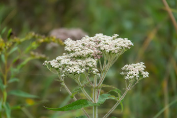 Common Boneset Flowers in Bloom in Summer