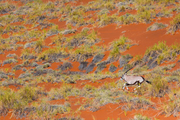 Gemsbok or gemsbuck (Oryx gazella), Namib Desert, Namibia, Africa