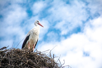 stork bird perching on nest under blue cloudy sky