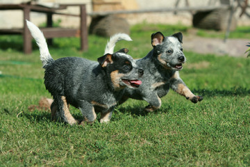 Naklejka na ściany i meble Australian Cattle Dog puppies running