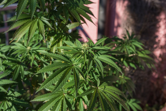 Marijuana potted on the balcony of the house