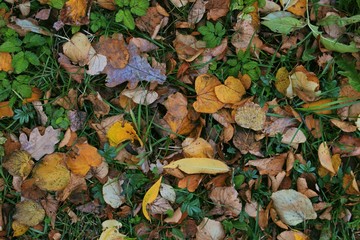 autumn leaves on green grass
