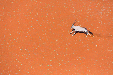 Gemsbok or gemsbuck (Oryx gazella), Namib Desert, Namibia, Africa