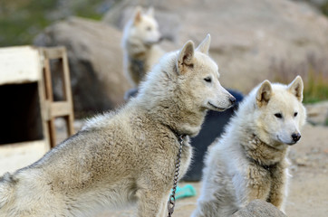 Schlittenhunde im Polarsommer, Tasiilaq, Ostgrönland