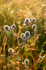 dry plant in bright backlit sunlight