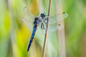Blaue Libelle