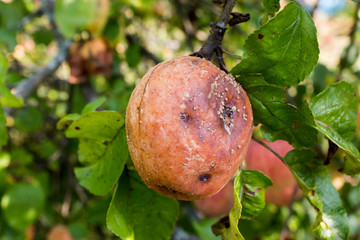 Crop of apples ruined by diseases of fruit trees.  Apple is affected by fungus and mold. Disease scab, a lousy rotten Apple.
