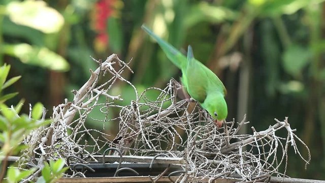 Maritacas comendo semente de girassol no quintal em S&atilde;o Paulo, Brasil 
