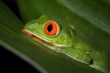 Night photography of a Red-eyed leaf frog or tree frog, or Gaudy Leaf Frog (Agalychnis callidryas). Frogs of Costa Rica. Puerto Viejo de Sarapiqui.