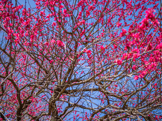 Beautiful vivid pink cherry blossom with blue sky background.