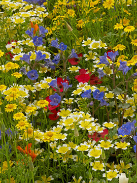 Colourful wildflower meadow giving a display of Californian flowers in a garden flower border