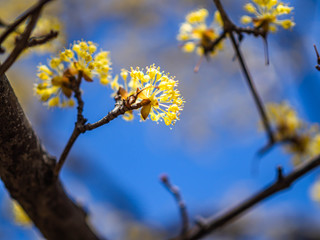Closeup of beautiful small yellow cornelian cherry flowers bloom with blurry vibrant blue sky.
