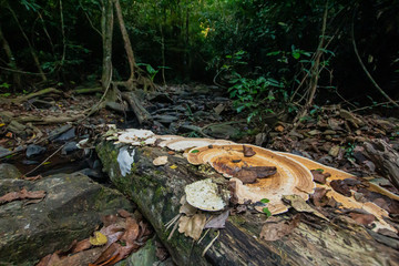 Ton Aow Yon Waterfall rich natural resources,in the forest,asia tropical areaat Island Phuket Thailand.