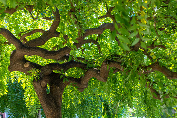 Green branchy tree. Curved trunk and curved branches. Juicy greens giving a shadow. Texture of a green branchy tree close up.