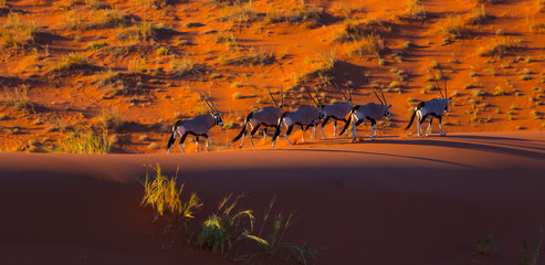 Gemsbok or gemsbuck (Oryx gazella), Namib Desert, Namibia, Africa