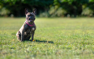  cute french bulldog