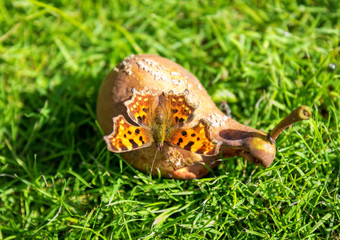 Large tortoiseshell butterfly on the pear