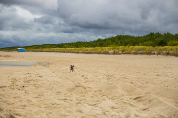 Fototapeta na wymiar Piesek pinczer miniaturowy ratlerek bawi się na plaży nad morzem