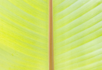 Close up texture of green banana leaf