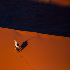 Gemsbok or gemsbuck (Oryx gazella), Namib Desert, Namibia, Africa