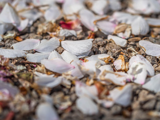 Closeup of light pink Sakura petals on brown gravel concrete or cement floor.