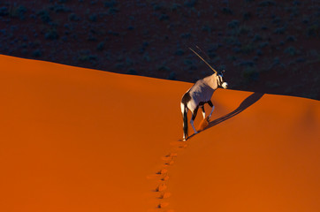 Gemsbok or gemsbuck (Oryx gazella), Namib Desert, Namibia, Africa
