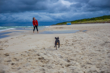 Piesek pinczer miniaturowy ratlerek bawi się z dziewczyną na plaży nad morzem © Tymoteusz