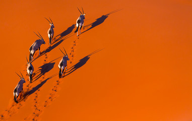 Gemsbok or gemsbuck (Oryx gazella), Namib Desert, Namibia, Africa