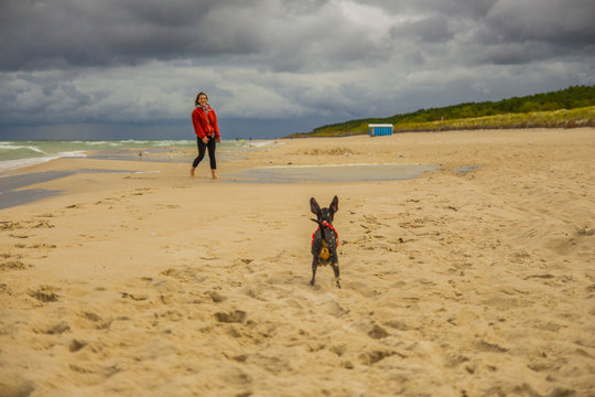 Piesek pinczer miniaturowy ratlerek bawi się z dziewczyną na plaży nad morzem