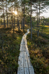 Nature trail around the lake Purezers with surrounding bog plants and pine trees in Latvia, wooden path