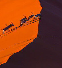Gemsbok or gemsbuck (Oryx gazella), Namib Desert, Namibia, Africa