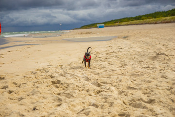 Fototapeta na wymiar Piesek pinczer miniaturowy ratlerek bawi się na plaży nad morzem