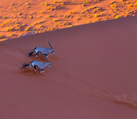 Gemsbok or gemsbuck (Oryx gazella), Namib Desert, Namibia, Africa
