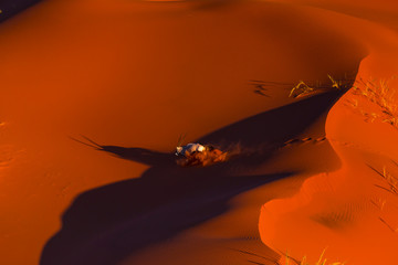 Gemsbok or gemsbuck (Oryx gazella), Namib Desert, Namibia, Africa