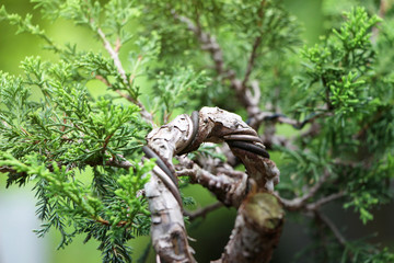 The shape of a bonsai after bending with a wire for too long, Wiring the bonsai tree to bend, Some...