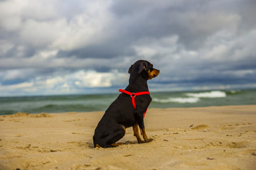 Piesek pinczer miniaturowy ratlerek na plaży nad morzem © Tymoteusz
