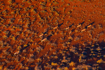 Gemsbok or gemsbuck (Oryx gazella), Namib Desert, Namibia, Africa