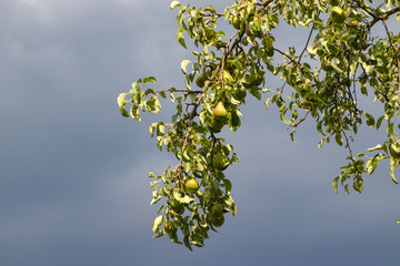 Harvest ripe tasty pears on a tree in the garden