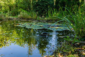 Reflection evergreens and of aquatic plants in emerald water of pond. Floating skimmer collects fallen leaves. Leaves of water lilies float on mirror surface of pond. Relaxation and rest