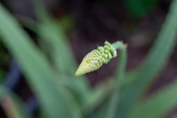 Flower of Aloe Vera tree bloom on blur nature background.