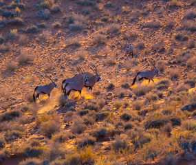 Gemsbok or gemsbuck (Oryx gazella), Namib Desert, Namibia, Africa